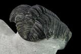 Large, Drotops Trilobite With Good Eyes - Mrakib, Morocco #171551-4